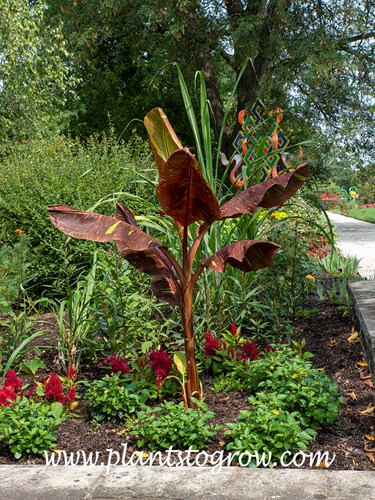 Siam Ruby Banana Tree (Musa)